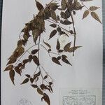 Clematis gouriana 其他