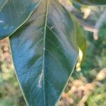 Magnolia virginiana Blatt