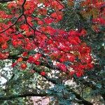 Acer japonicum 葉