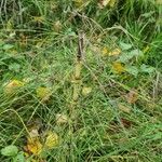 Equisetum sylvaticum Habit