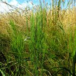 Equisetum × moorei Habitus