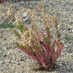 Euphorbia paralias Hábito