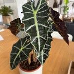 Alocasia sanderiana葉