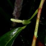 Anthurium scandens 树皮