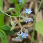 Myosotis arvensis Fleur
