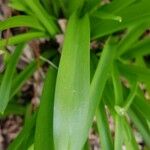 Agapanthus spp. Blad