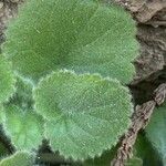 Lafuentea rotundifolia Feuille