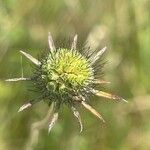 Scabiosa columbaria Virág