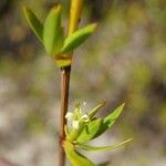 Ernodea littoralis Flower