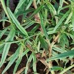 Heliotropium longiflorum पत्ता