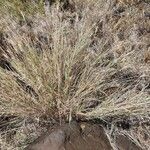 Andropogon schirensis Blad