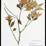 Lithocarpus jacksonianus Otro