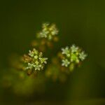 Hydrocotyle bonariensis Floare