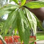 Clinacanthus nutans Leaf