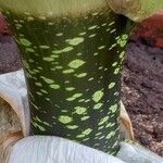 Amorphophallus titanum Bark