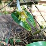 Polystachya galeata Floro