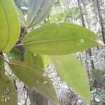 Miconia tschudyoides Blad