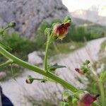 Scrophularia peregrina 花