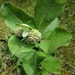 Asclepias viridiflora Fuelha