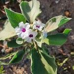 Astripomoea lachnosperma Квітка