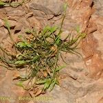 Asplenium seelosii Агульны выгляд