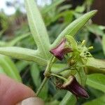 Passiflora suberosa Frukt