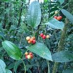 Smilax china ഇല