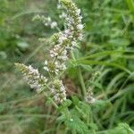 Mentha suaveolens Квітка