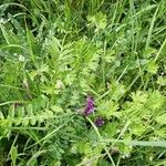 Vicia benghalensis Hábitos