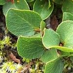 Salix herbacea برگ