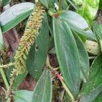 Peperomia macrostachyos Blad