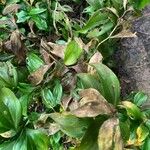 Ruscus hypoglossum 葉