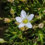 Minuartia recurva Flor