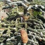 Abies procera Blatt