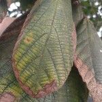 Sterculia excelsa Leaf