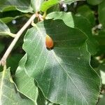 Fagus sylvaticaBlatt