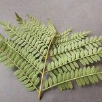Jacaranda mimosifolia 叶