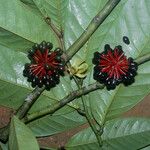 Guatteria punctata 花