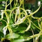 Epidendrum ciliare Kukka