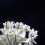 Asclepias texana