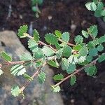 Betula nana Leaf