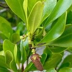 Ceriops tagal फल
