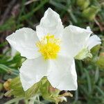 Potentilla apennina