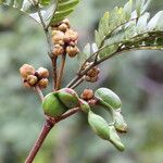Osodendron altissimum Fruit