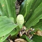 Rohdea japonica ফুল