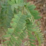 Prosopis africana Leaf
