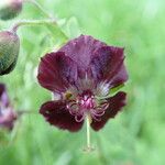 Geranium phaeumപുഷ്പം