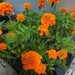 Tagetes erectaFlower