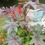 Ricinus communis Libunga