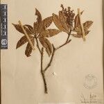 Pieris formosa Mosusu
